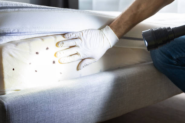 Best Ant Control Services  in Bensley, VA